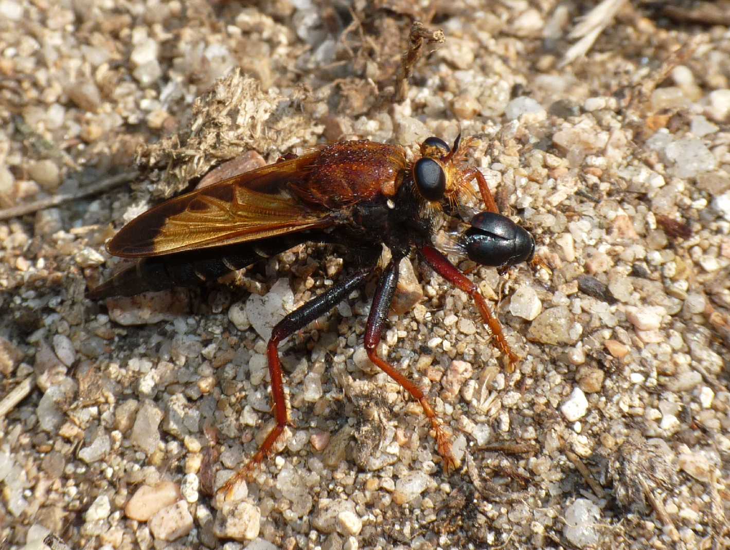 Un Asilidae nuovo per il forum: Asilus barbarus